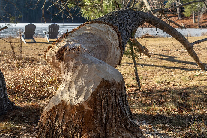 Without-snow-3