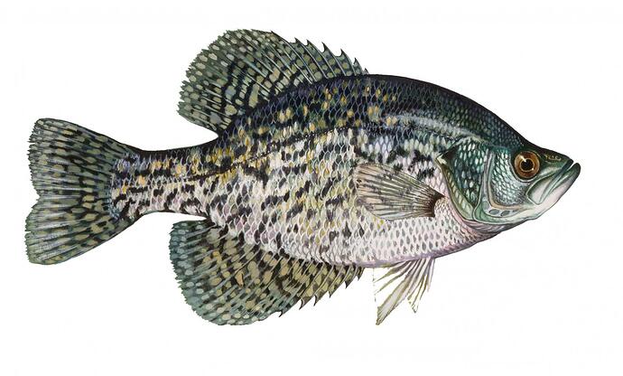black-crappie2.jpg