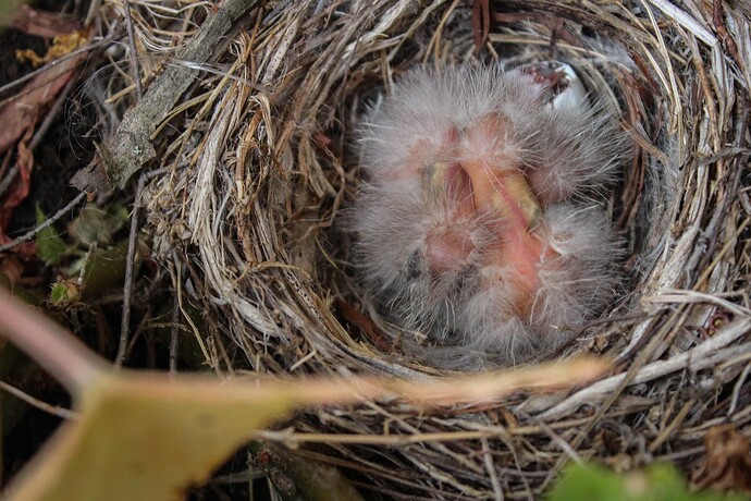 Nest2-3