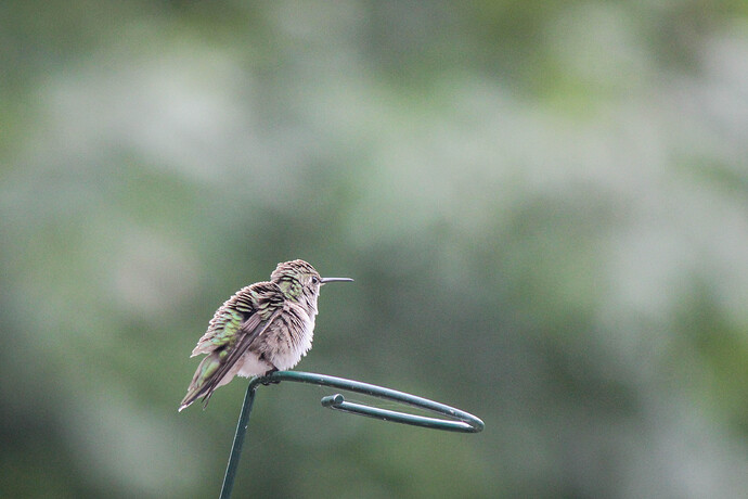 Hummingbird after the rain-4