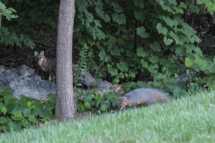 2 Foxes-2