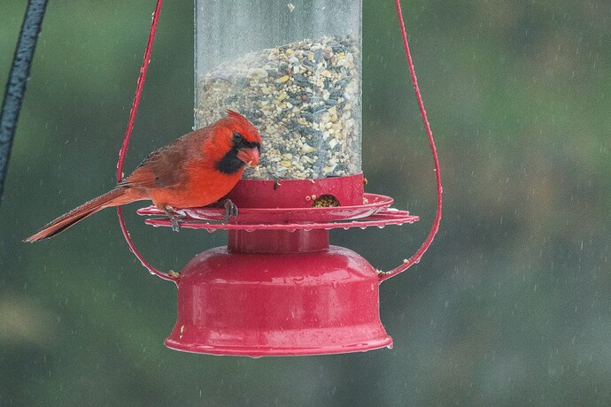 Cardinals-3