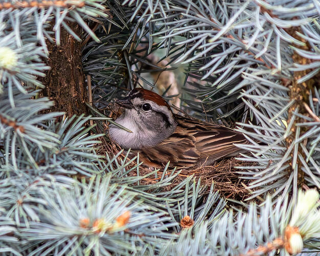 Birds Nest-3