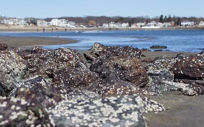 Wallis Sands Beach-4