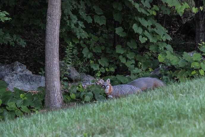 2 Foxes