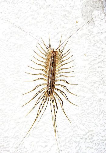 417px-Scutigera_coleoptrata_in_Tschiatura.jpg