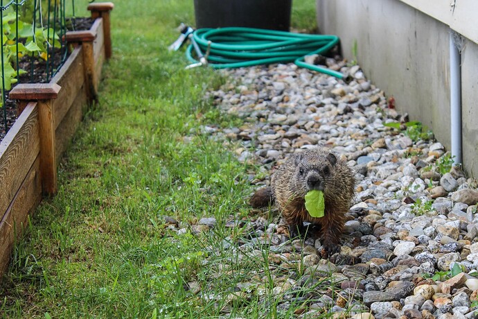 Groundhog-4
