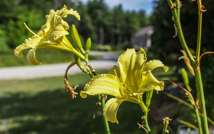 Yard Flowers-10