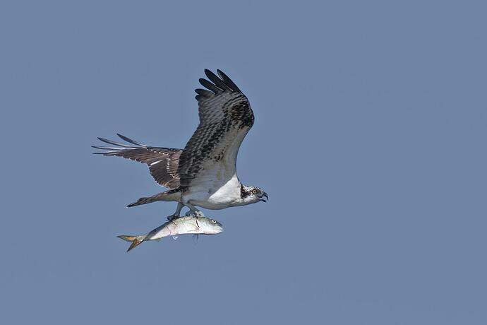 Osprey_with_bunker_(menhaden)_(28824476244).jpg