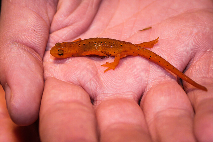 Salamander-3