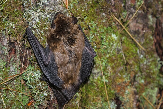 Bat-2