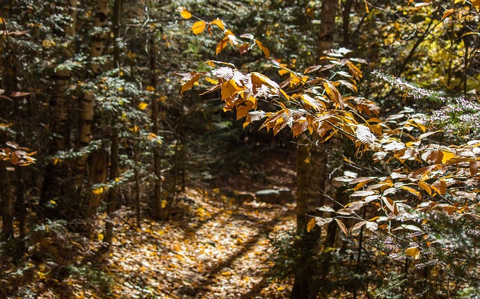 Black Mt, Mid October-4