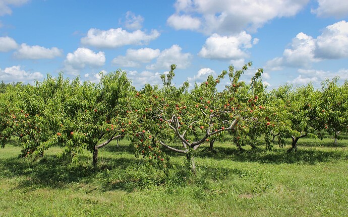 Farm-4