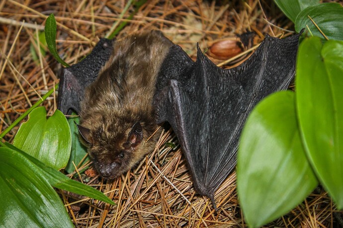 Bat-3
