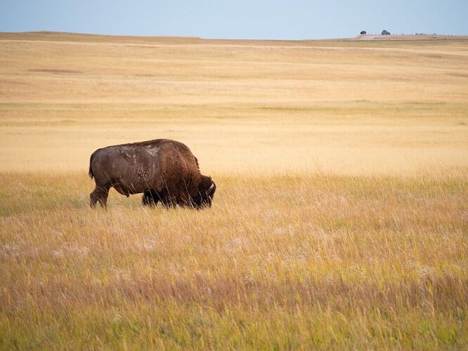 badlands-national-park-guide-bison-eating-grass-Teresa-Otto-CC-1068x801