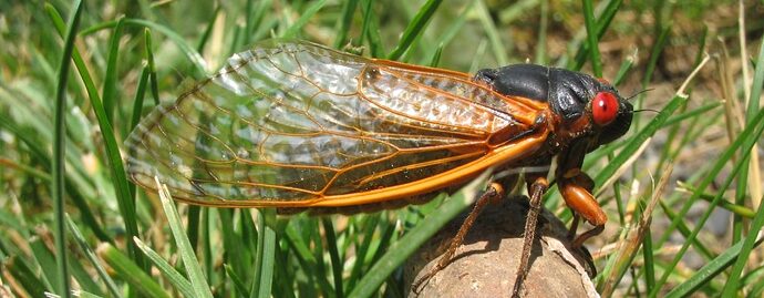 Periodical-Cicada-Adult-Wikiepdia-NJ-copy-1024x400