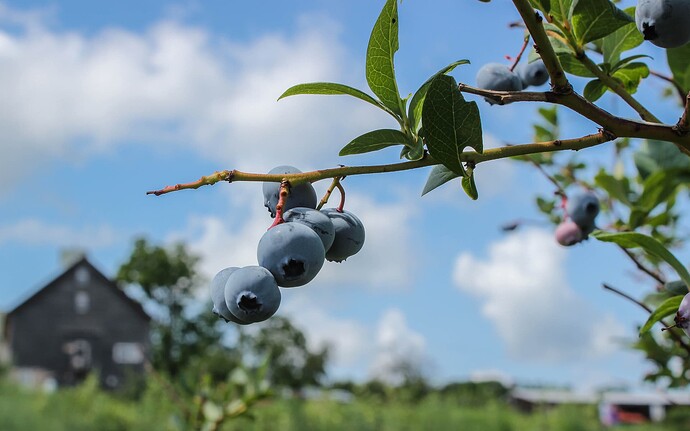 Farm-2