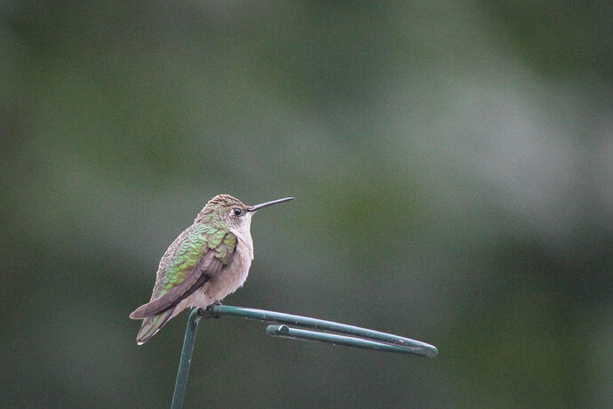 Hummingbird after the rain