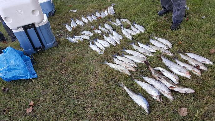 whitefish-pike-trout.jpg