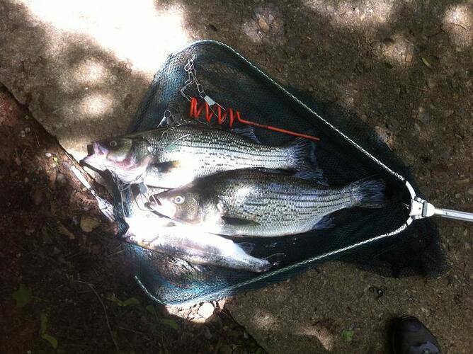 fish.jpg