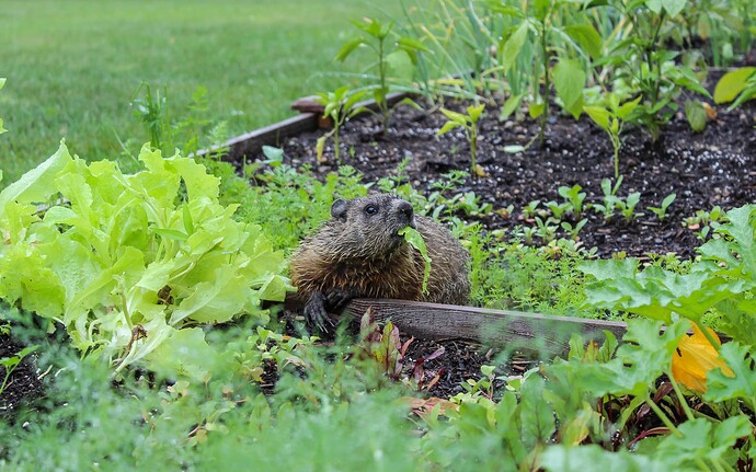 Groundhog-2