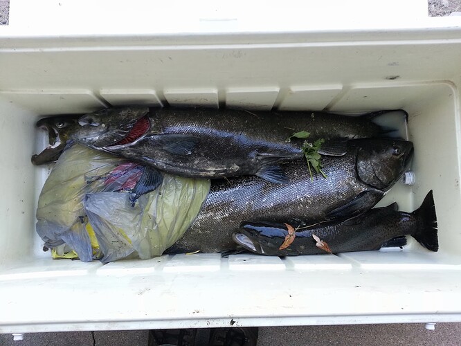 salmon2.jpg