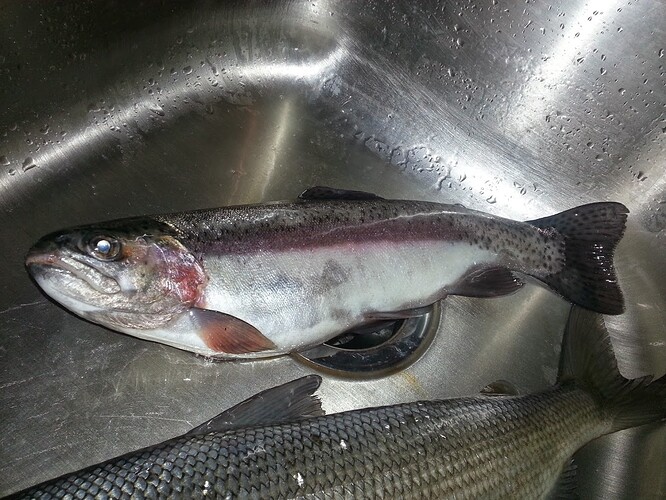 trout.jpg