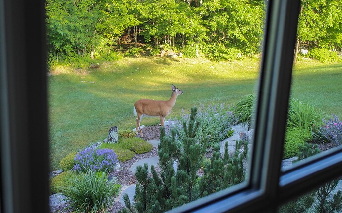 Deer One