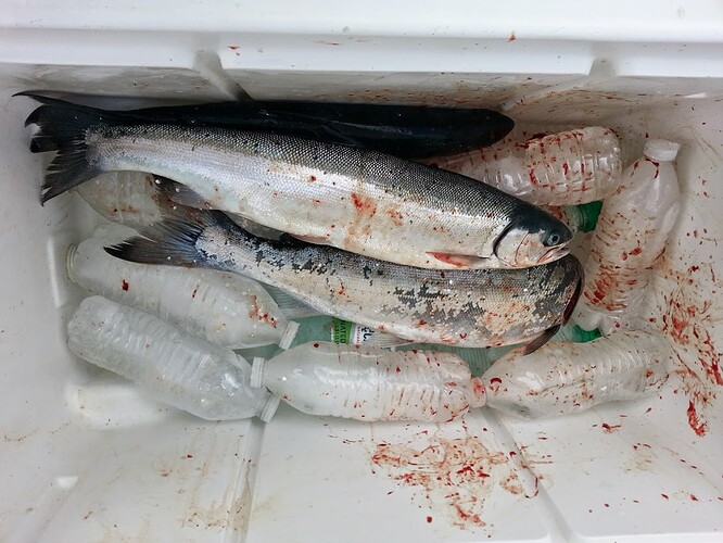 salmon.jpg
