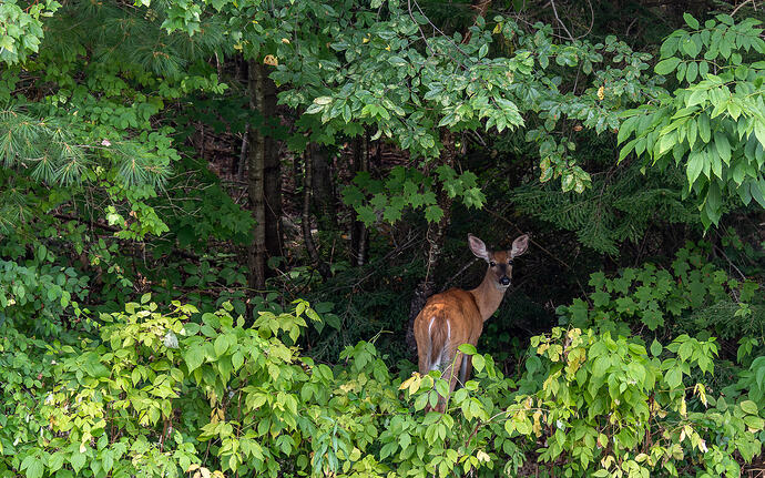 Deer on Backyard-2
