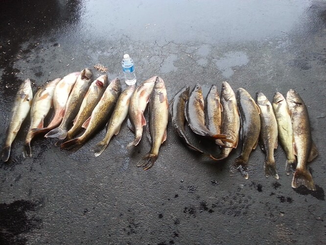 walleyes.jpg