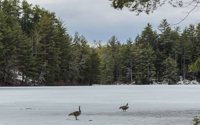 Geese