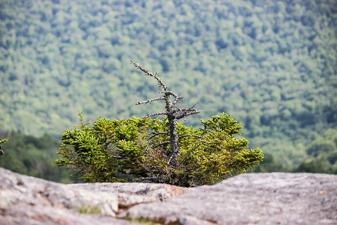 Mt. Kearsarge--8
