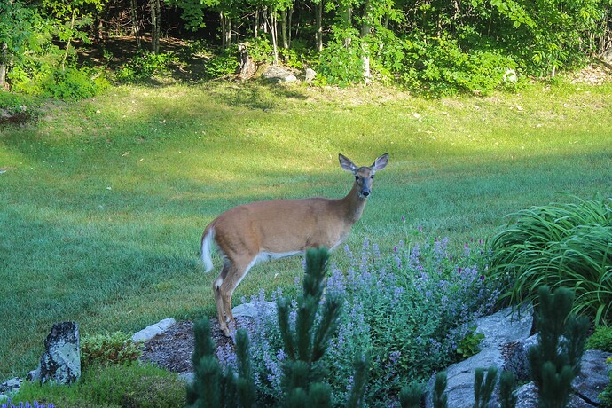 Deer One-3