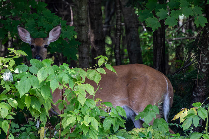 Deer on Backyard-3