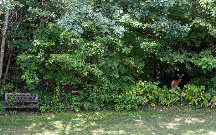 Deer on Backyard-1