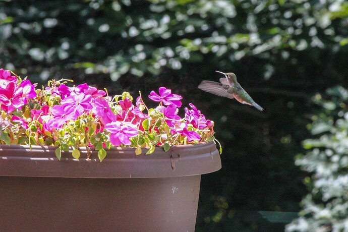 Hummingbird-2