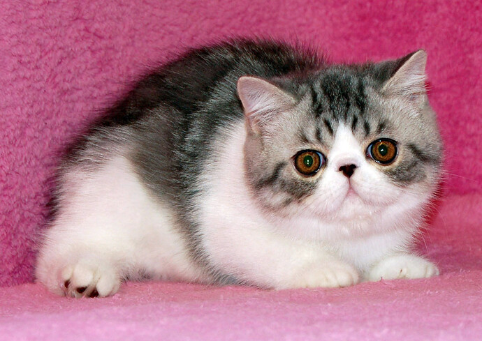 Exotic-Shorthair-Kittens-Best-Pets.jpg