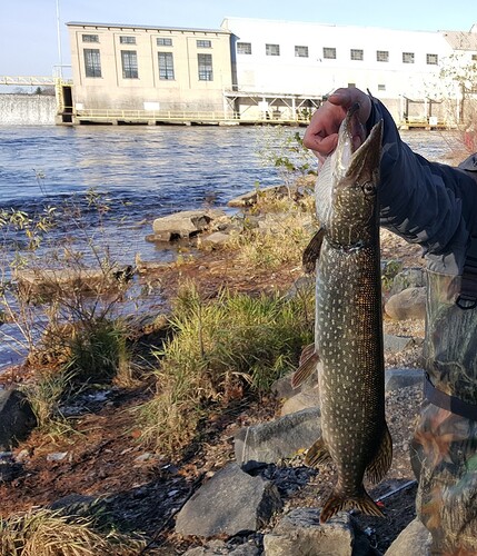 pike.jpg