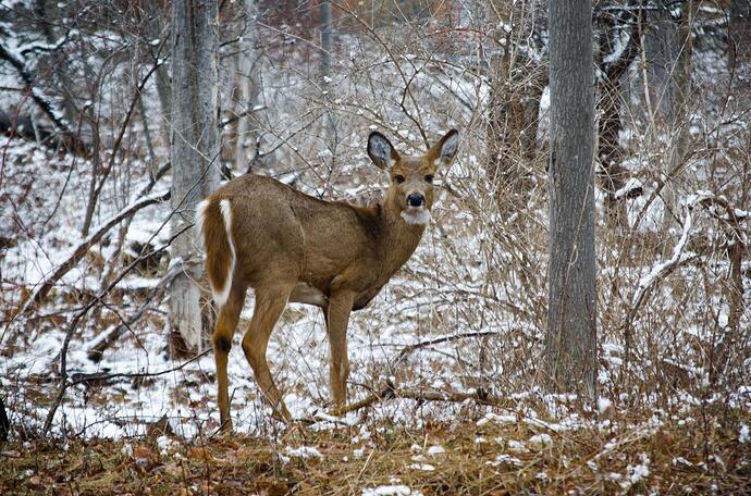 DSC_0089.jpg