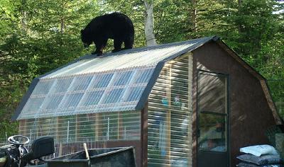 Neighbor's Bear1.jpg