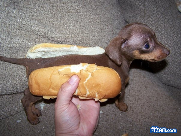 hotdogpuppy.jpg