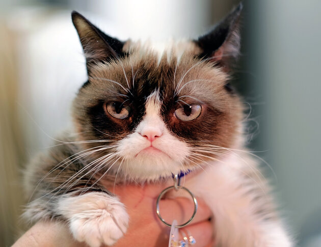 grumpycat.jpg