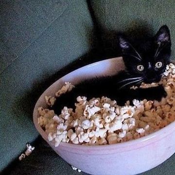 a.daa-small-Cute-Cat-In-A-Popcorn-Bowl.jpg