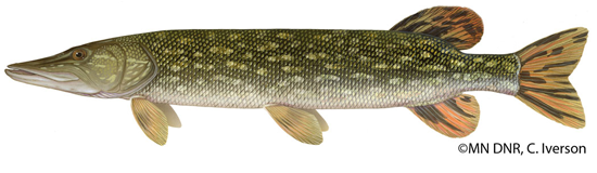 northern_pike.png