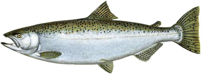 LakeMichiganChinookSalmon.png