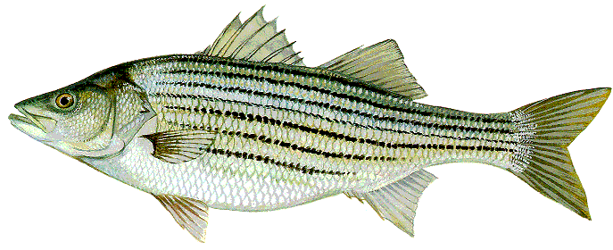 striper.gif