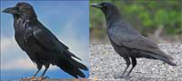 raven_crow.jpg