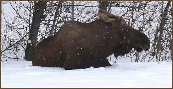 40303_anchorage_wildlife_on_the_trails.jpg