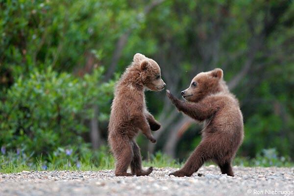 Bears_wrestling.jpg
